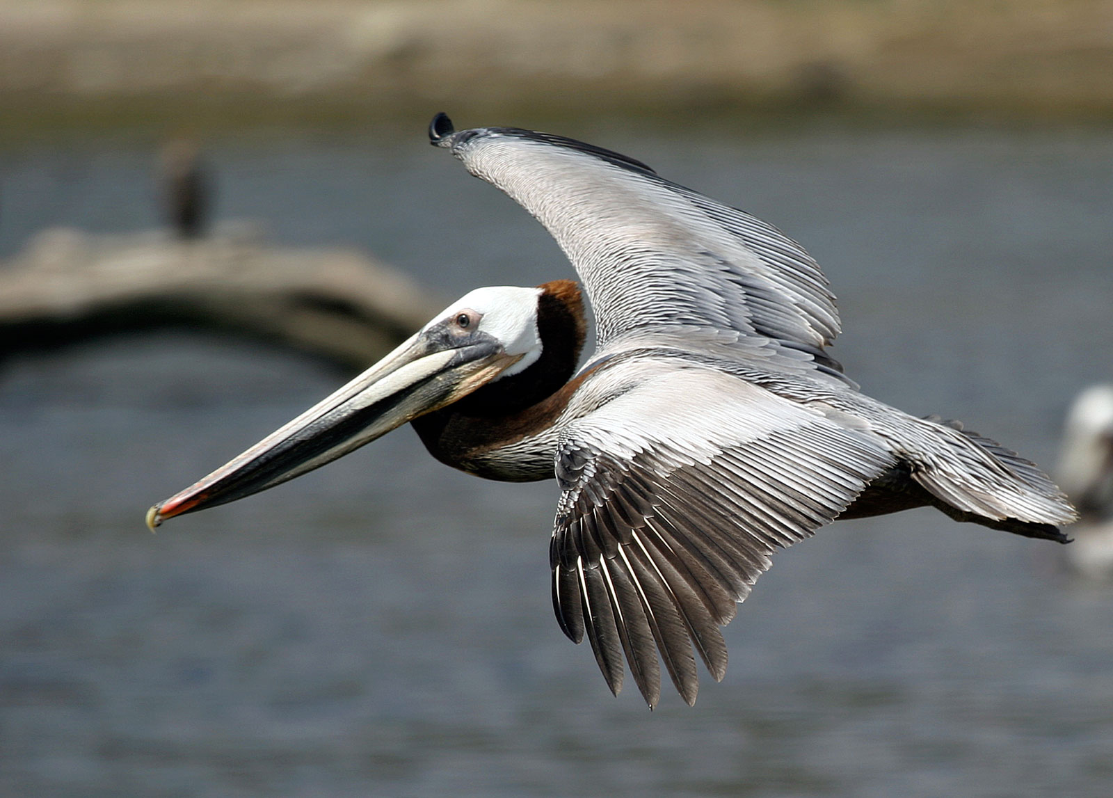 Brown Pelican Brown Pelican