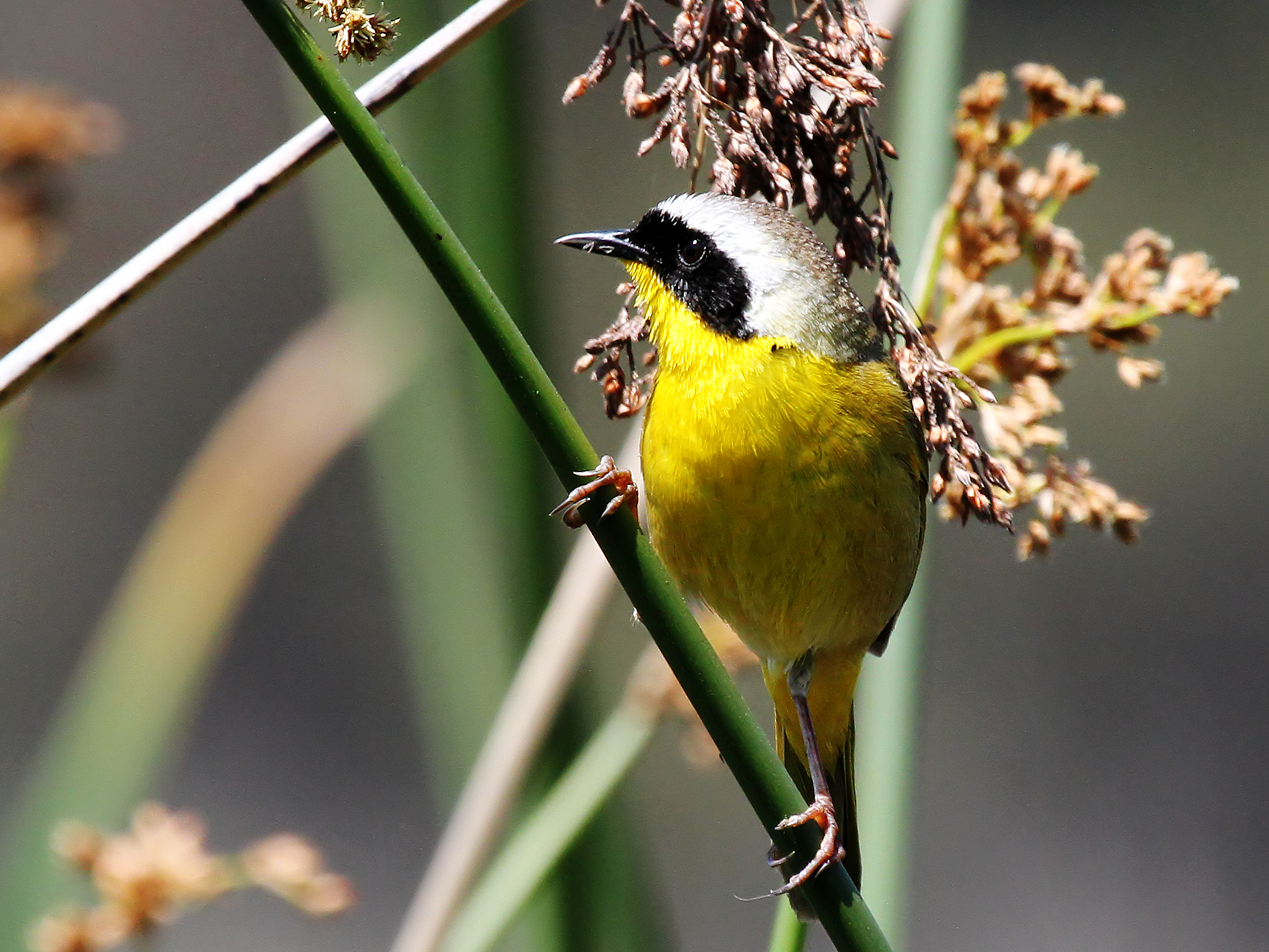 Common Yellowthroat