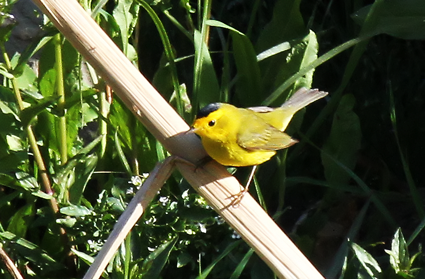 Wilson's Warbler