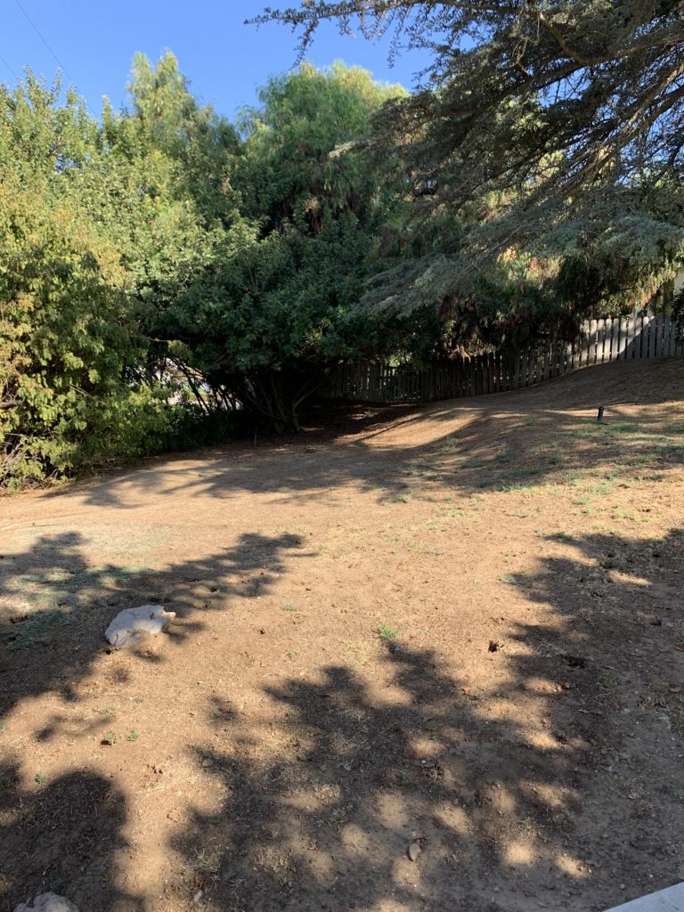 Lawns To Habitat - Before