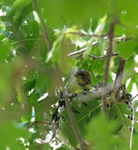 House Finch In Nest