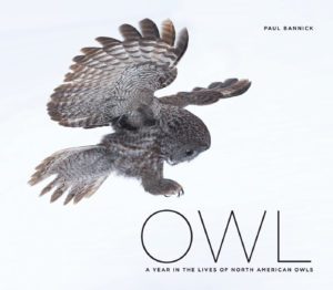 Owl Cover