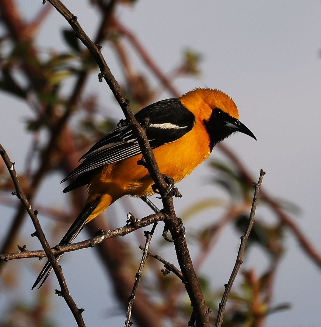 Hooded-Oriole-m-CR5_42229 California Towhee