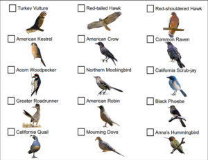 bird checklist