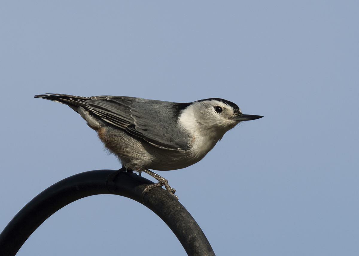 Conejo-Valley-Audubon-Society-Welcoming Birds to Your Yard-Homepage