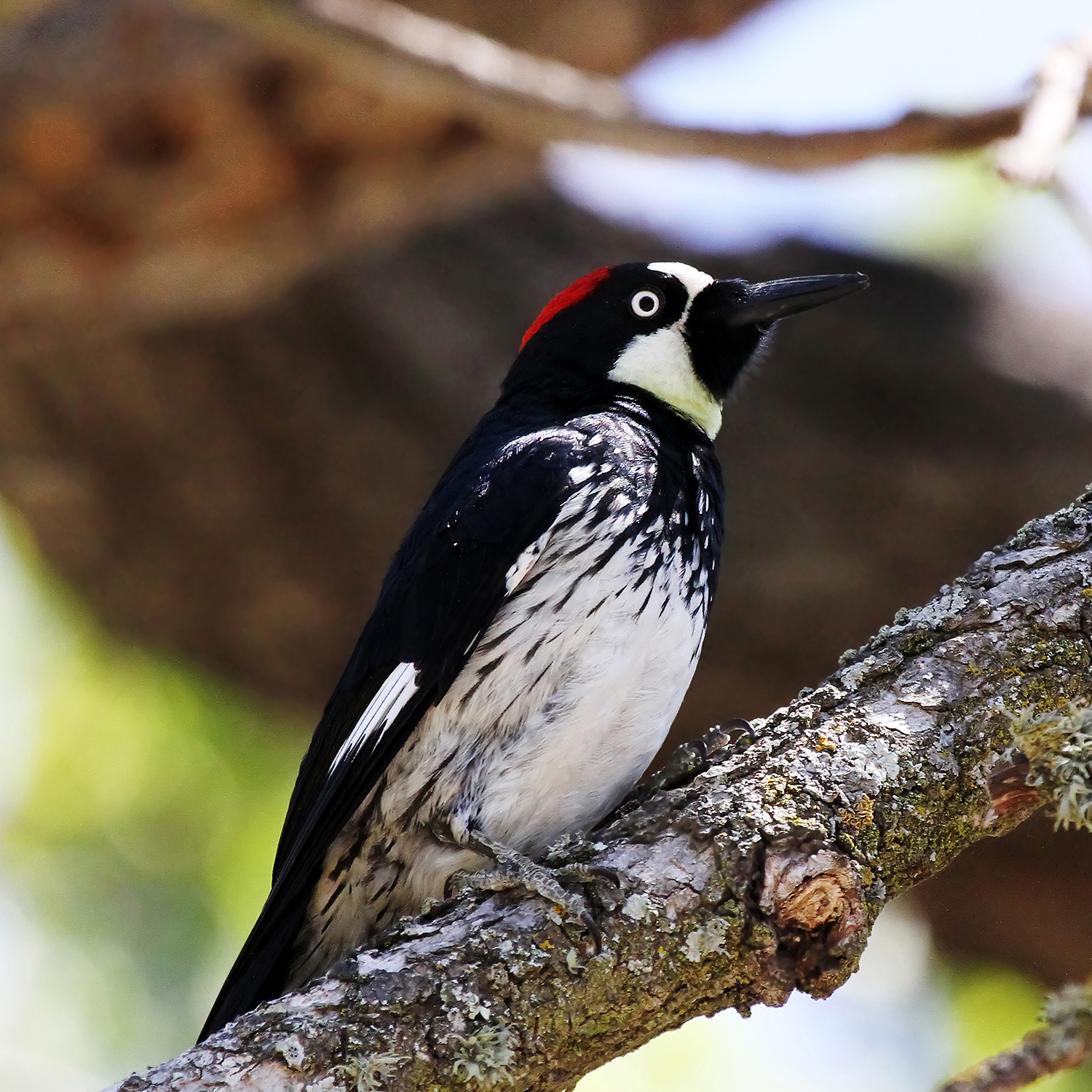 Conejo Valley Audubon Society-Acorn Woodpecker A black acorn woodpecker with a red spot on top of it's head sits on a branch looking to the side with a tree blurred out behind it.