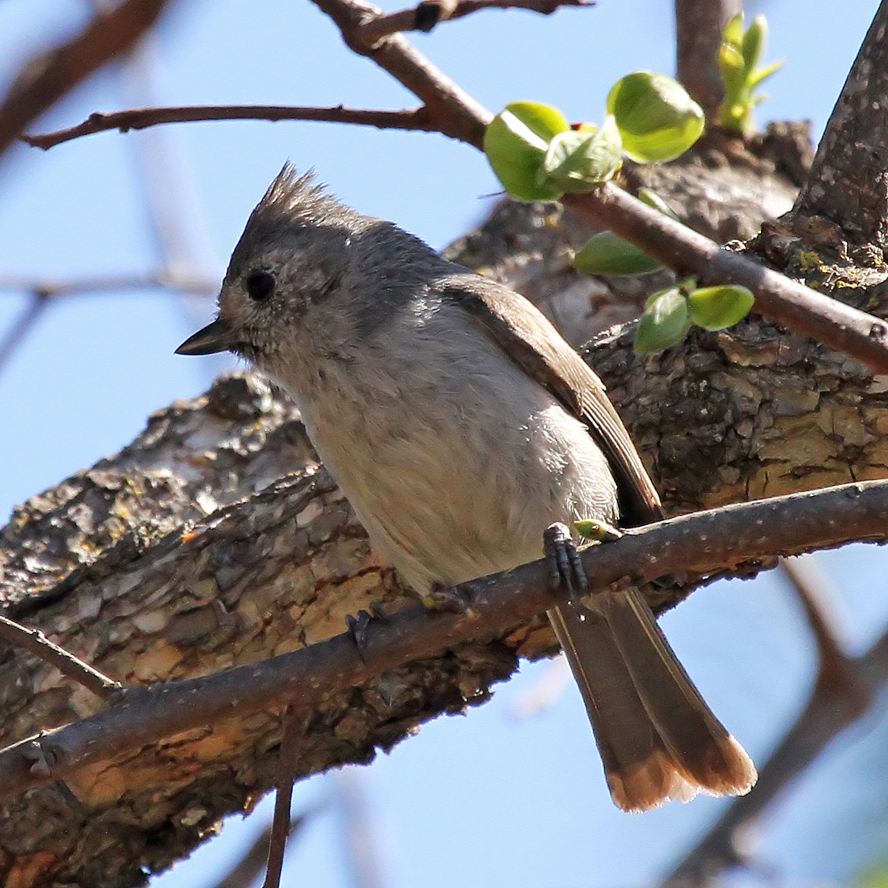 Conejo Valley Audubon Society-Oak Titmouse An Oak Titmouse sits on a tree branch with a larger branch and leaves behind it.