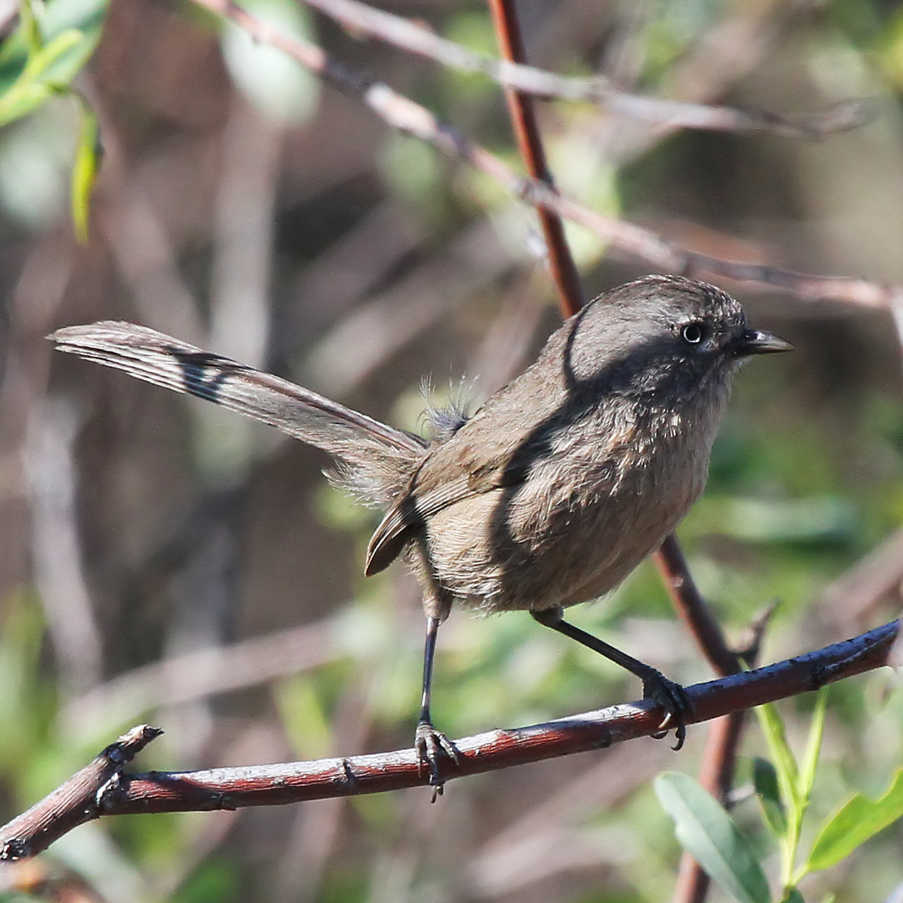 Conejo Valley Audubon Society-Wrentit A brown wrentit bird stand on a small twig branch with leaves and other branches in the background.